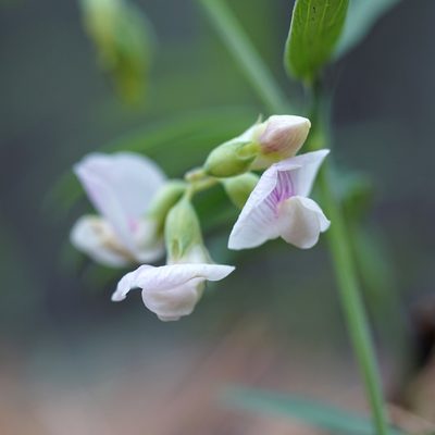 Lathyrus lanszwertii, photographed by Andrew Tree
