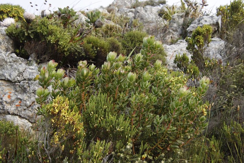 Leucadendron strobilinum, photographed by Tony Rebelo