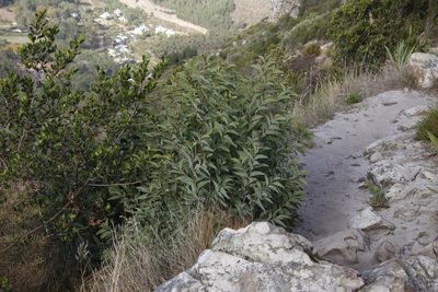 Acacia falciformis, photographed by Tony Rebelo