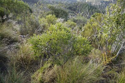 Diospyros glabra, photographed by Tony Rebelo