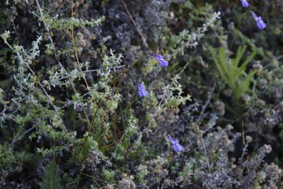 Lobelia coronopifolia, photographed by Tony Rebelo