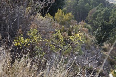 Notobubon galbanum, photographed by Tony Rebelo
