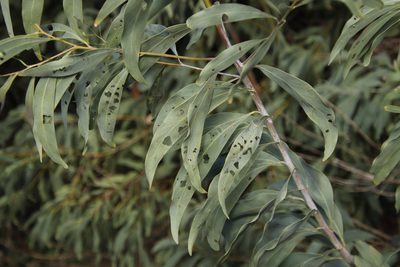 Acacia falciformis, photographed by Tony Rebelo
