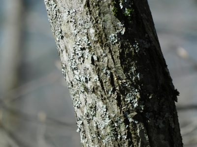 Amelanchier laevis, photographed by Michael J. Papay