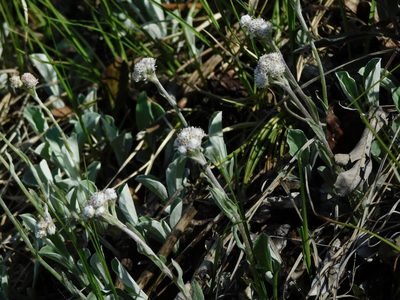 Antennaria plantaginifolia, photographed by Michael J. Papay