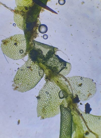 Calypogeia fissa, photographed by Jonathan Hughes