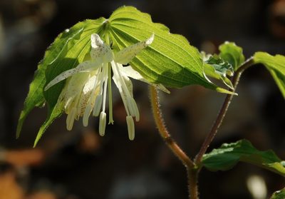 Prosartes maculata, photographed by Michael J. Papay