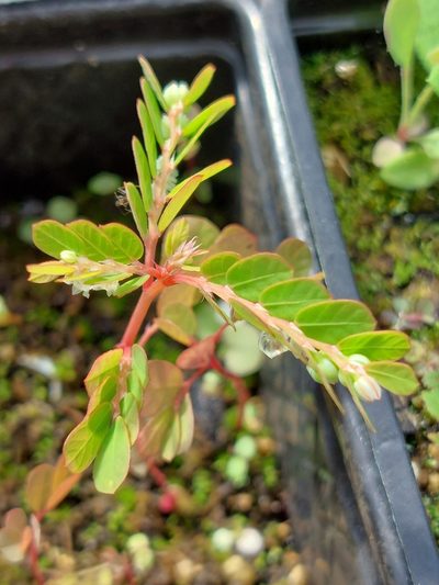 Phyllanthus leucanthus, photographed by alexisk1234