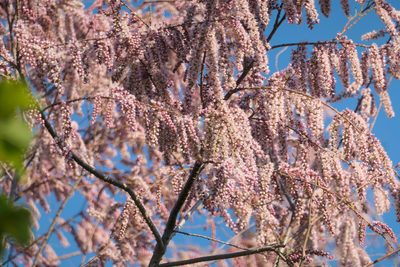 Tamarix parviflora, photographed by WATANABE Hitoshi 渡辺仁