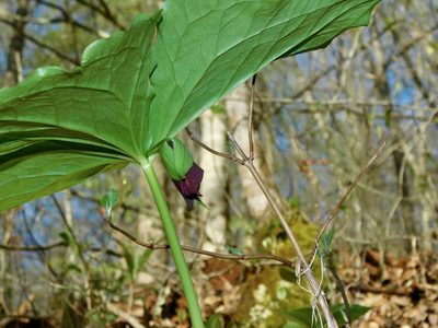 Trillium vaseyi, photographed by Michael J. Papay