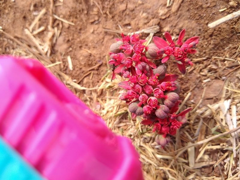 Euphorbia strigosa, photographed by Iris Raudales
