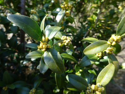 Buxus sempervirens, photographed by Guillaume Hoffmann