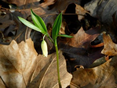Uvularia puberula, photographed by Michael J. Papay