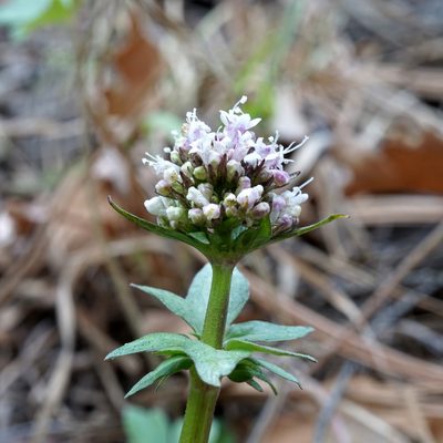 Valeriana arizonica, photographed by Andrew Tree