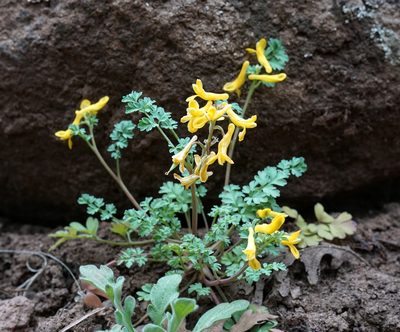 Corydalis aurea, photographed by Andrew Tree