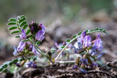 Astragalus cobrensis, photographed by Andrew Tree