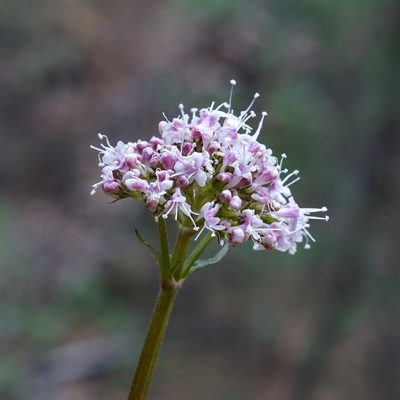 Valeriana arizonica, photographed by Andrew Tree