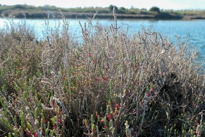 Salicornia europaea, photographed by WATANABE Hitoshi 渡辺仁