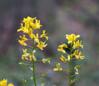 Draba mogollonica, photographed by Andrew Tree