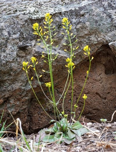 Draba mogollonica, photographed by Andrew Tree
