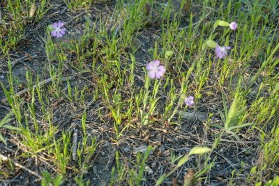 Silene conica, photographed by WATANABE Hitoshi 渡辺仁