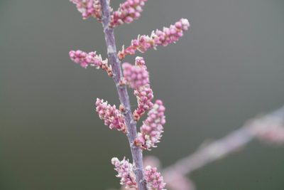 Tamarix ramosissima, photographed by WATANABE Hitoshi 渡辺仁
