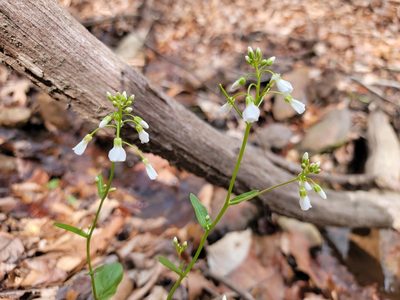 Cardamine bulbosa, photographed by the swamp ass