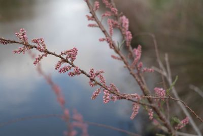 Tamarix parviflora, photographed by WATANABE Hitoshi 渡辺仁