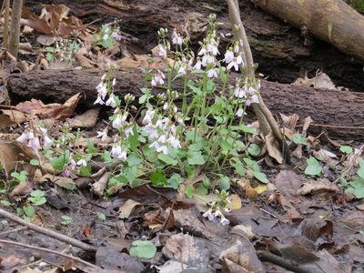 Cardamine douglassii, photographed by Howard Williams