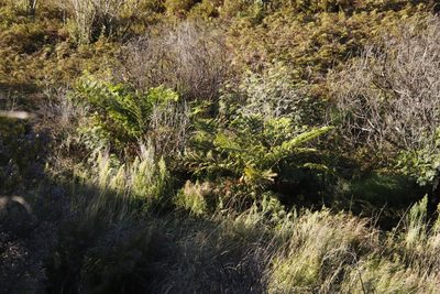 Sphaeropteris cooperi, photographed by Tony Rebelo