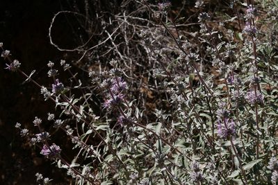 Salvia leucophylla, photographed by paulexcoff