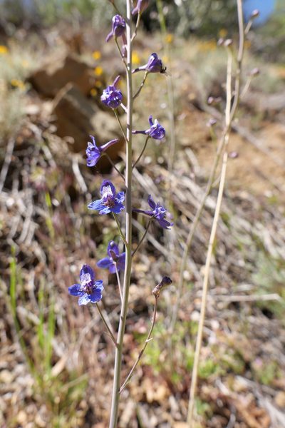Delphinium umbraculorum, photographed by paulexcoff