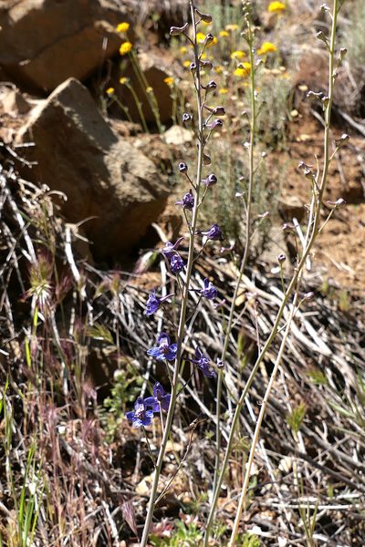 Delphinium umbraculorum, photographed by paulexcoff