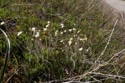 Platystemon californicus, photographed by paulexcoff