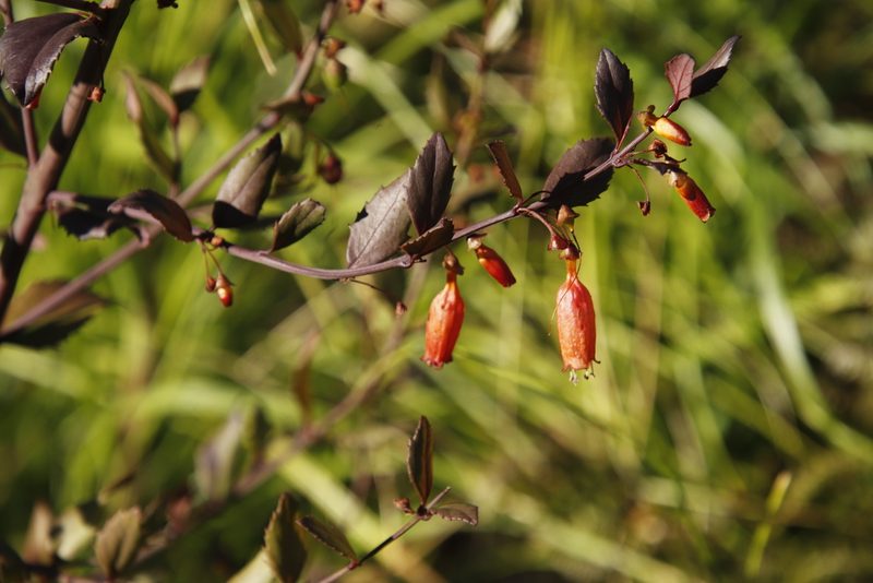 Halleria elliptica, photographed by Tony Rebelo