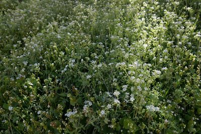Pholistoma membranaceum, photographed by paulexcoff