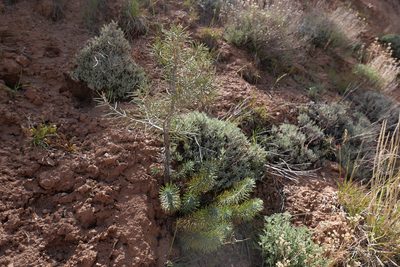 Pinus monophylla, photographed by paulexcoff