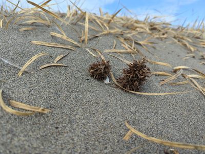 Carex macrocephala, photographed by Matt Muir