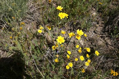 Monolopia lanceolata, photographed by paulexcoff