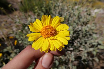 Encelia actoni, photographed by paulexcoff