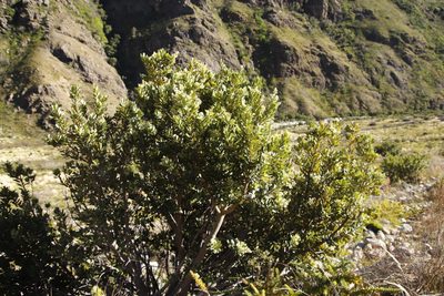Heeria argentea, photographed by Tony Rebelo