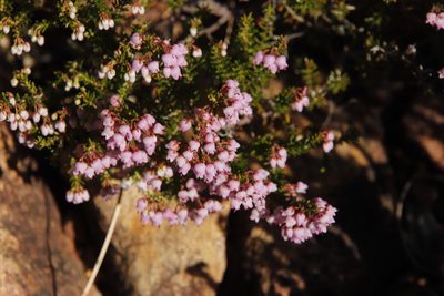 Erica curvirostris, photographed by Tony Rebelo