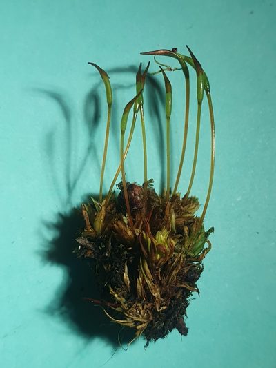 Tortula subulata, photographed by Jonathan Hughes