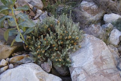 Heterolepis aliena, photographed by Tony Rebelo