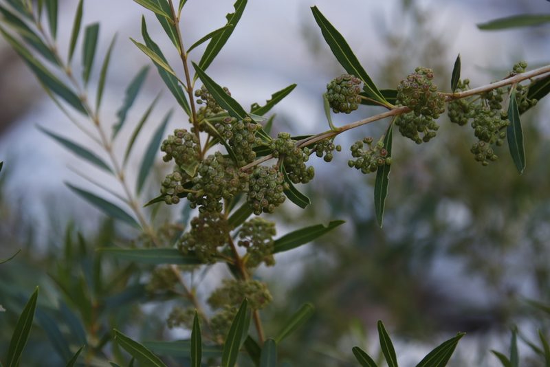 Metrosideros angustifolia, photographed by Tony Rebelo