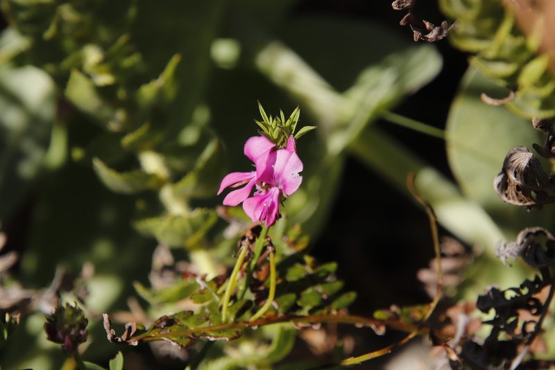 Indigofera capillaris, photographed by Tony Rebelo