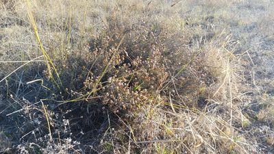 Stoebe capitata, photographed by Jacques van der Merwe