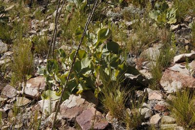 Othonna parviflora, photographed by Tony Rebelo