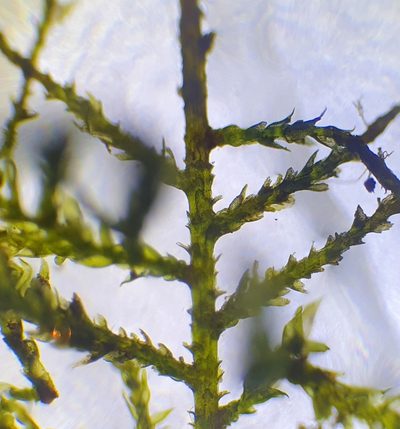 Heterocladium heteropterum, photographed by Jonathan Hughes