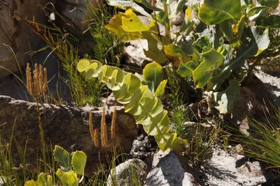 Rafnia acuminata, photographed by Tony Rebelo